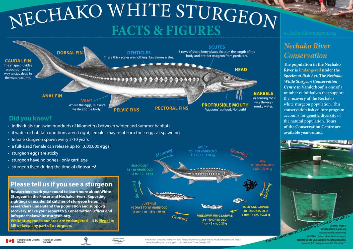 Where Is My Fish?  Nechako White Sturgeon Recovery Initiative