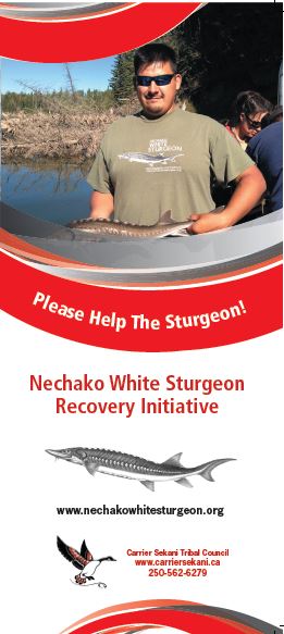 Where Is My Fish?  Nechako White Sturgeon Recovery Initiative