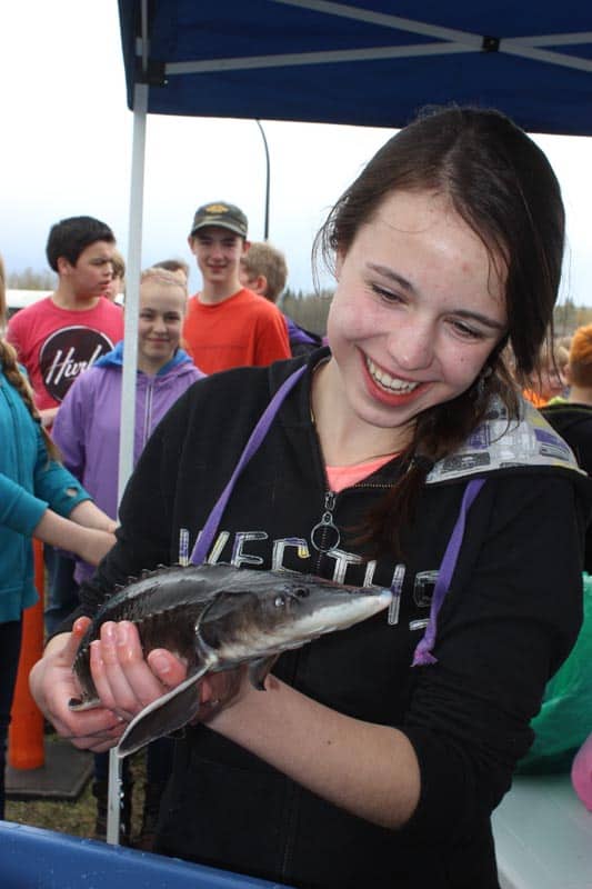 Where Is My Fish?  Nechako White Sturgeon Recovery Initiative