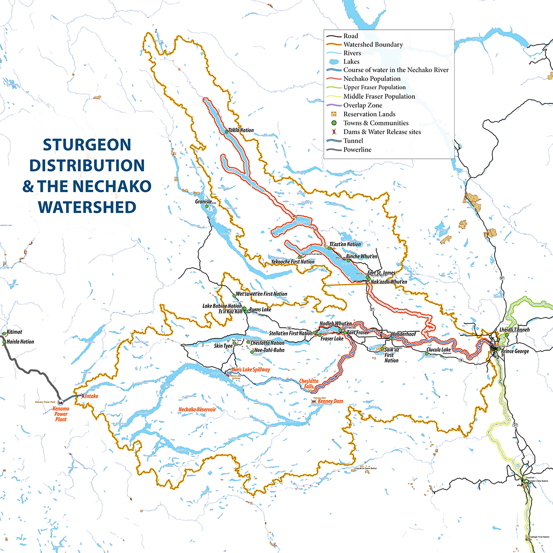 Nechako Watershed and Sturgeon Distribution